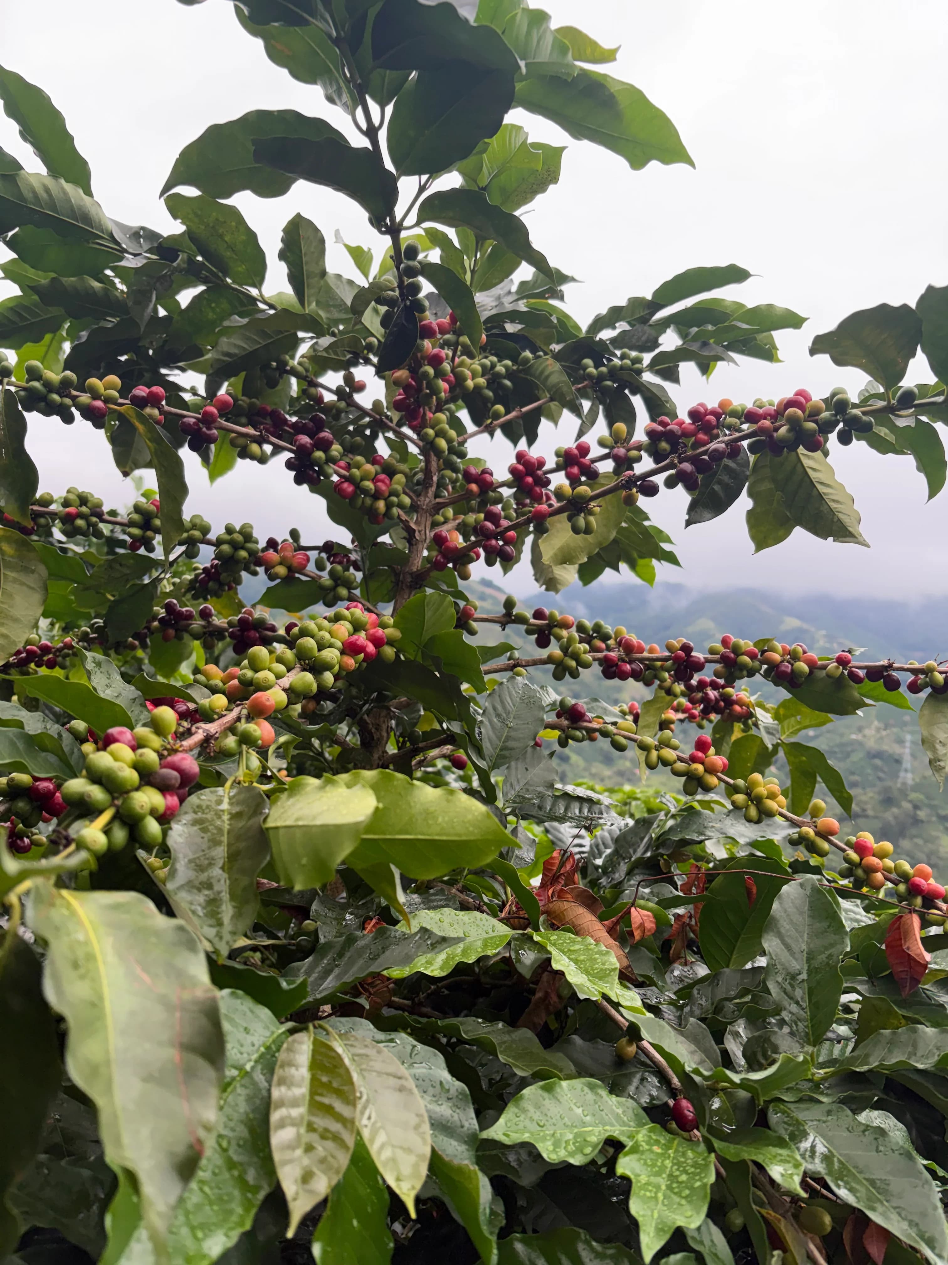 Coffee branch heavy with ripe cherries
