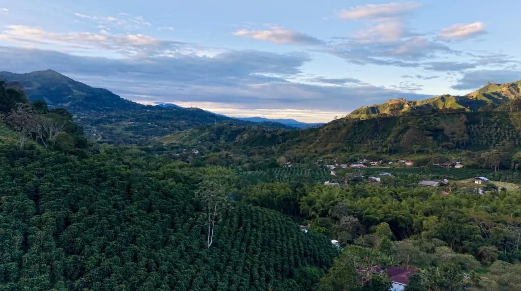 Aerial view of coffee groves among mountains and forest in Huila