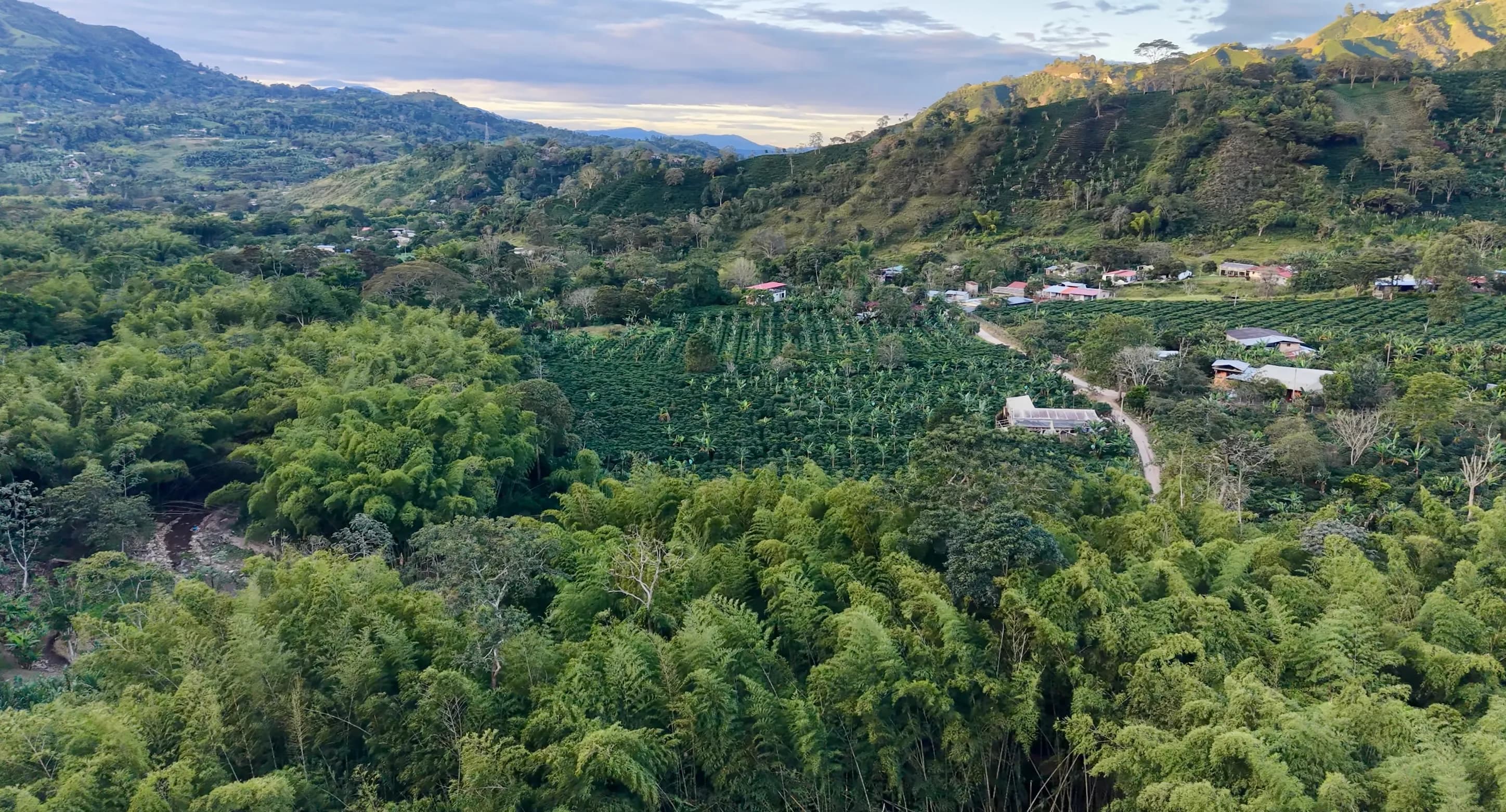 Aerial view of coffee groves and bamboo forest in the mountains of Huila at dawn