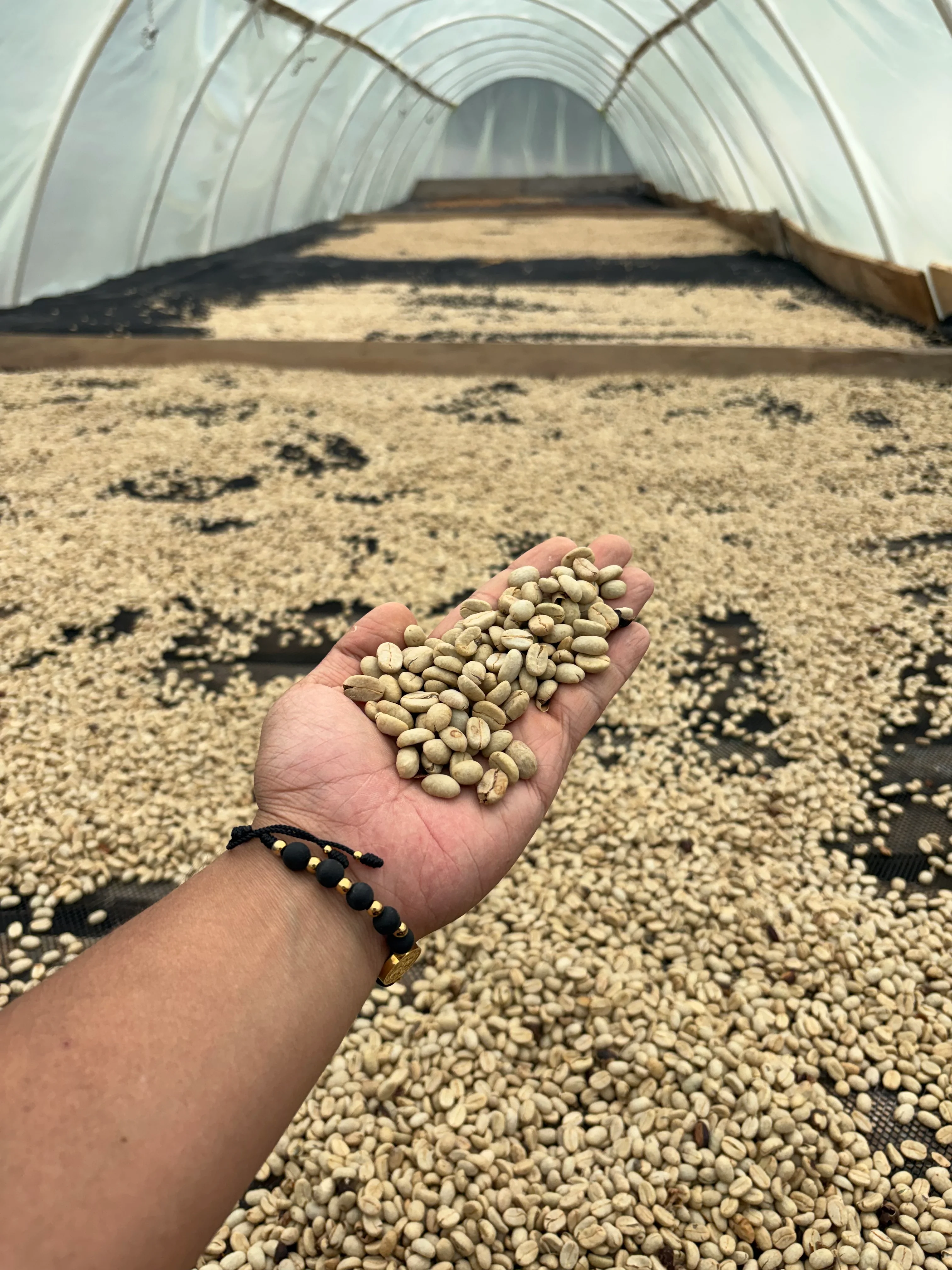A hand holding dry parchment inside the tunnel dryer