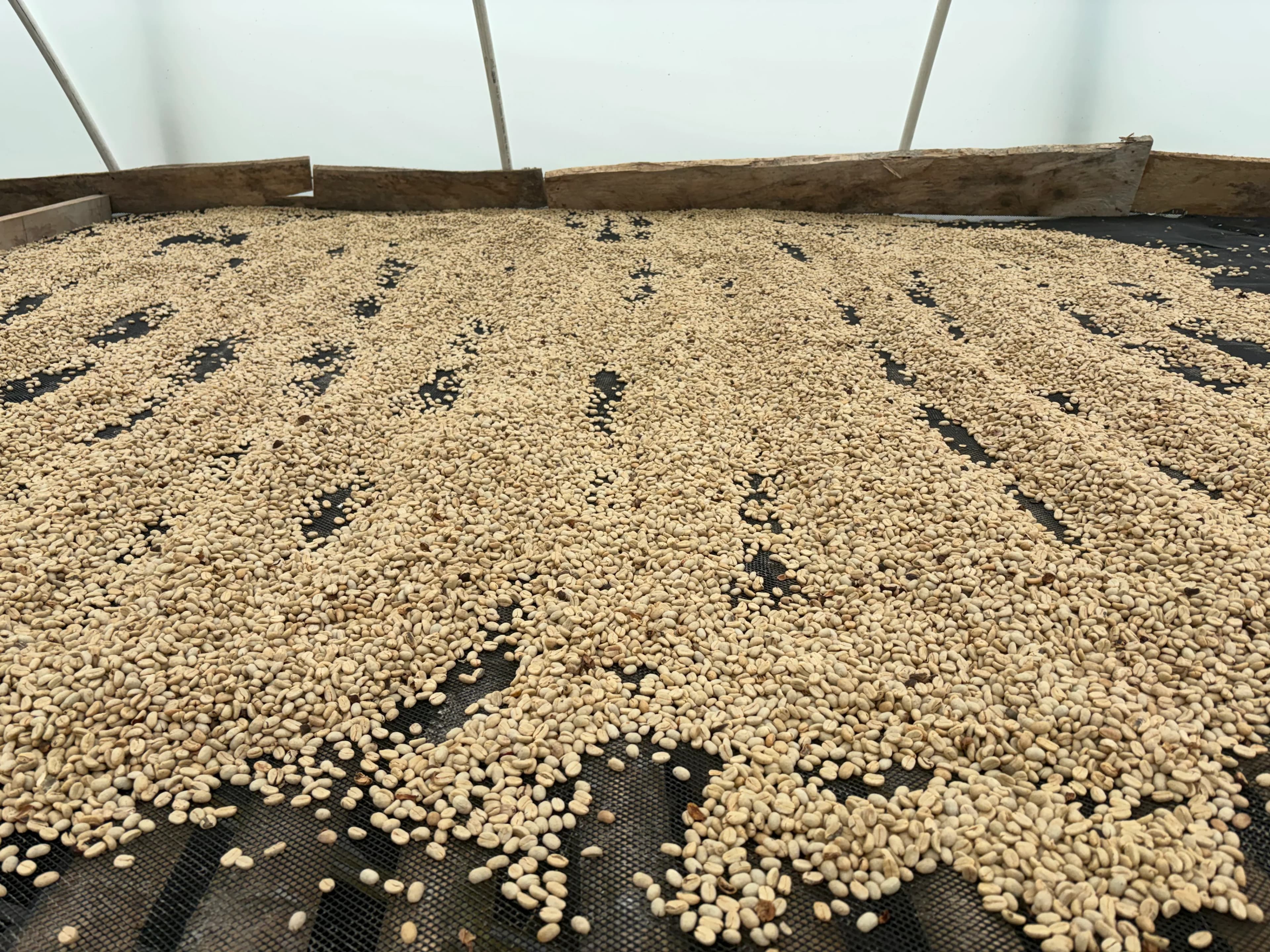 The tunnel dryer bed full of parchment, with the rake furrows across it