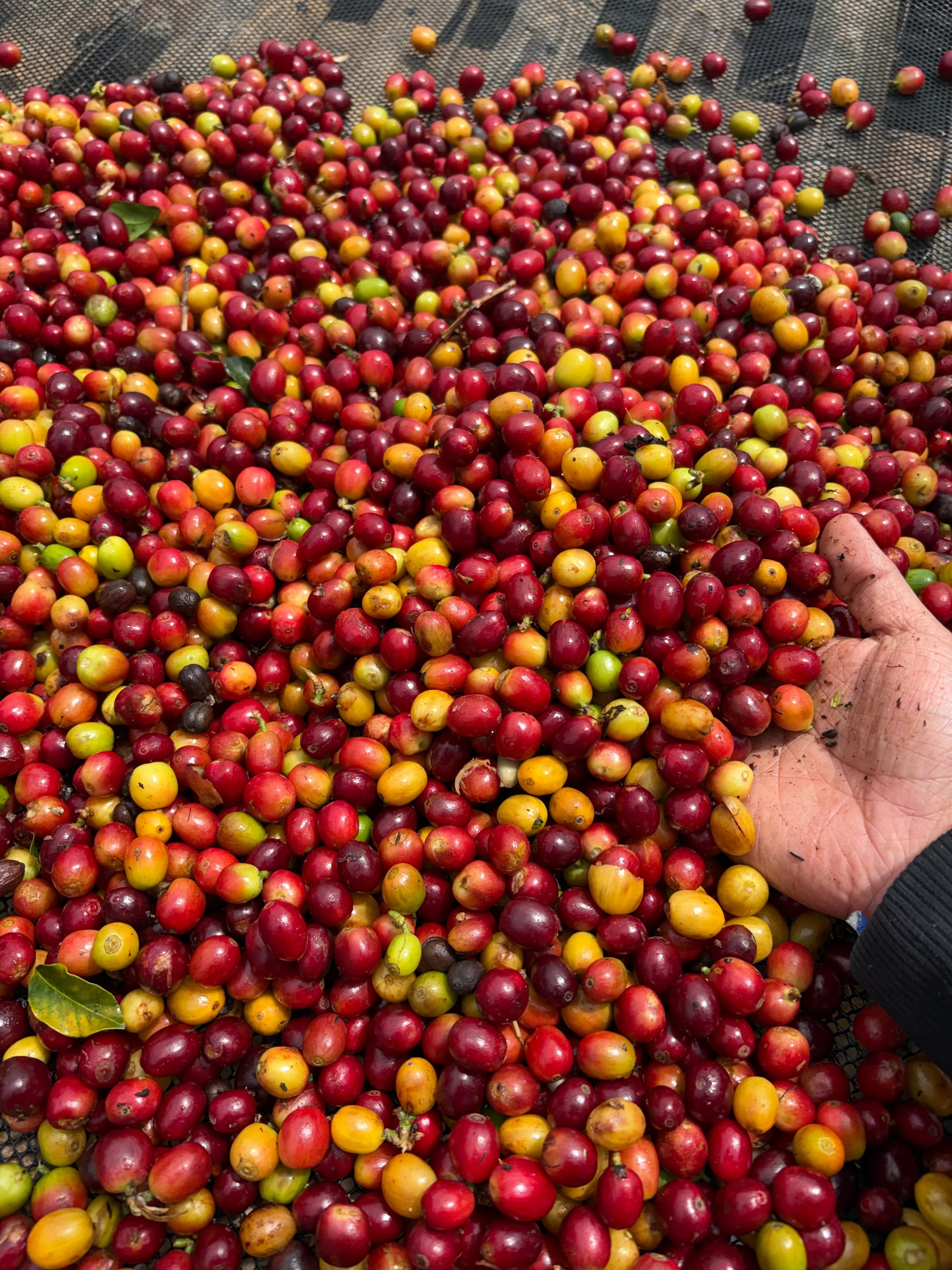 Hands over freshly picked coffee cherries, red and yellow
