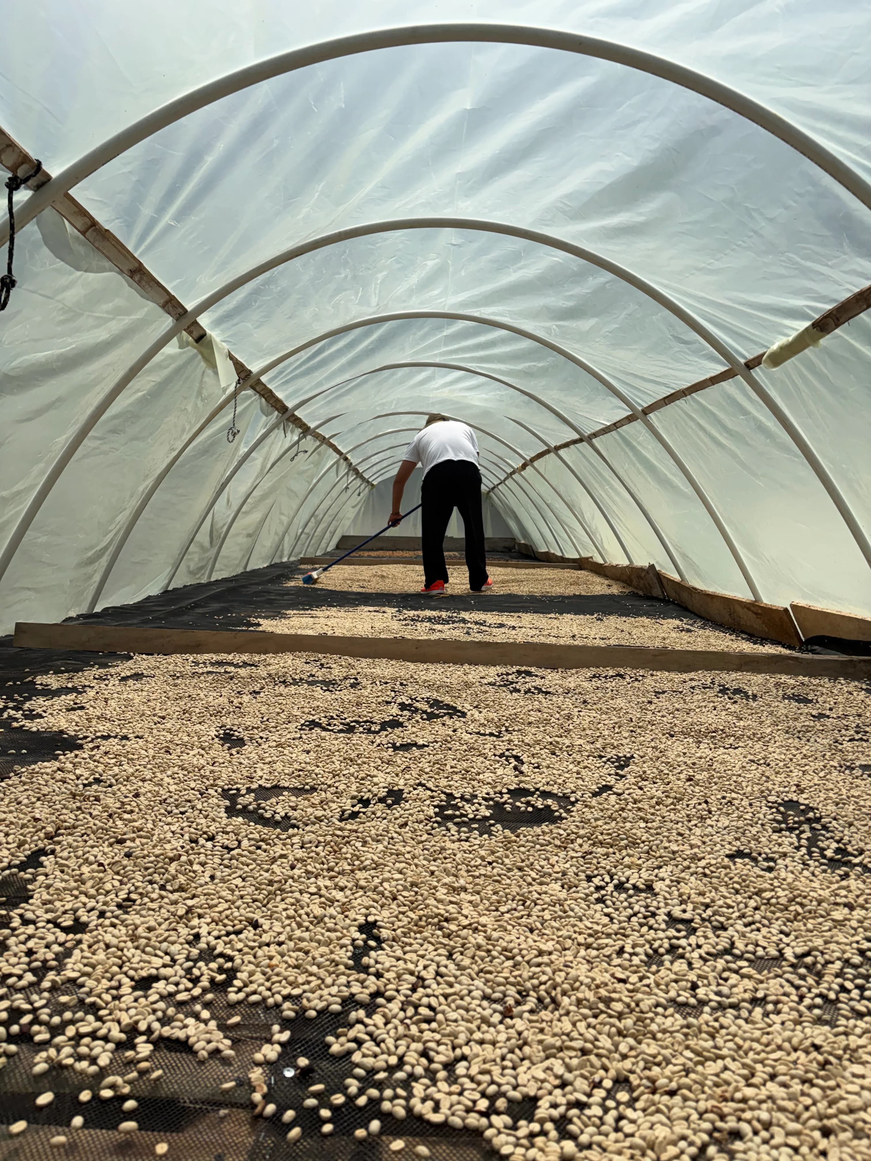 A coffee grower raking coffee in the tunnel dryer