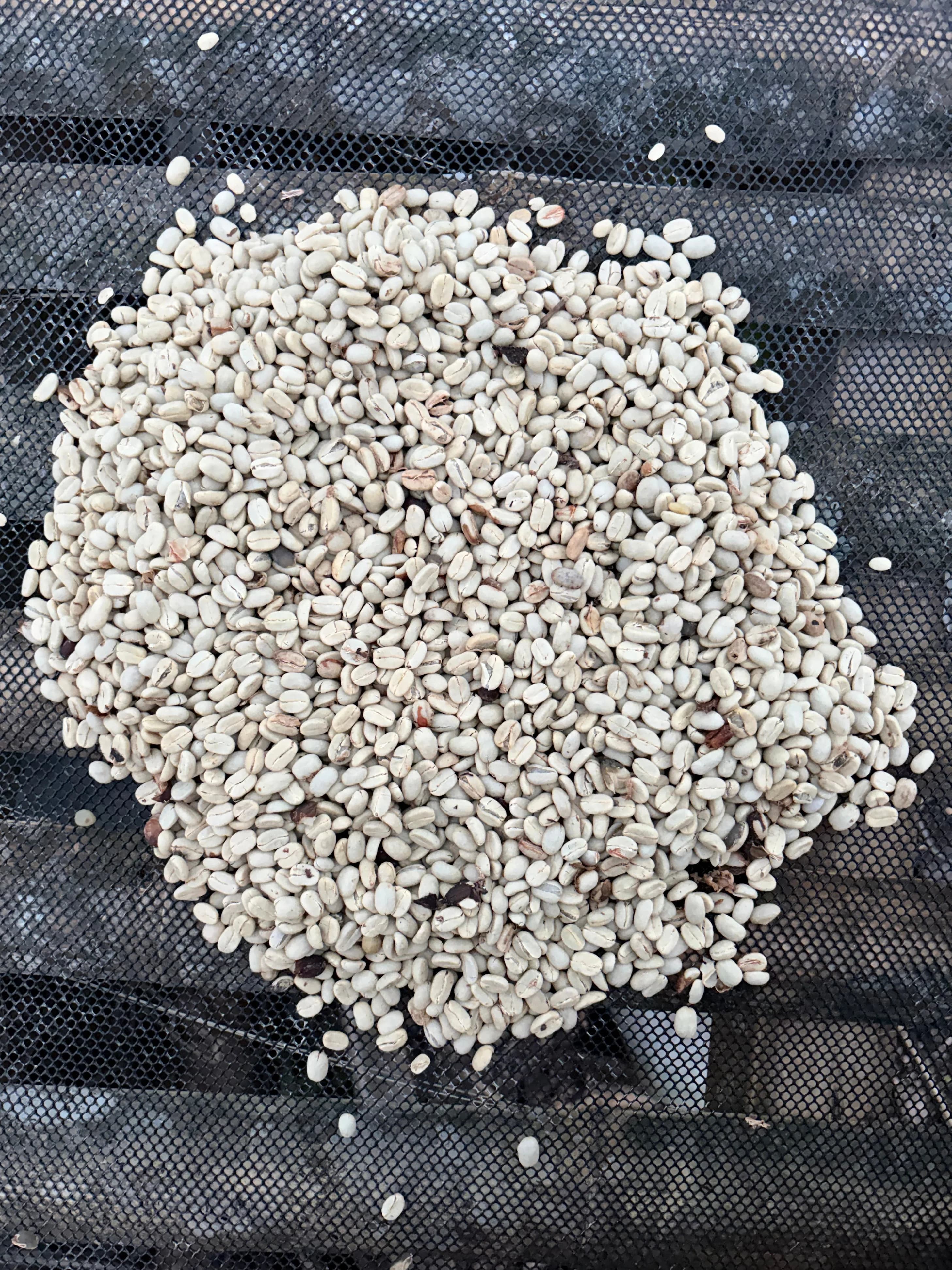 Washed parchment coffee, white and clean, on the drying bed