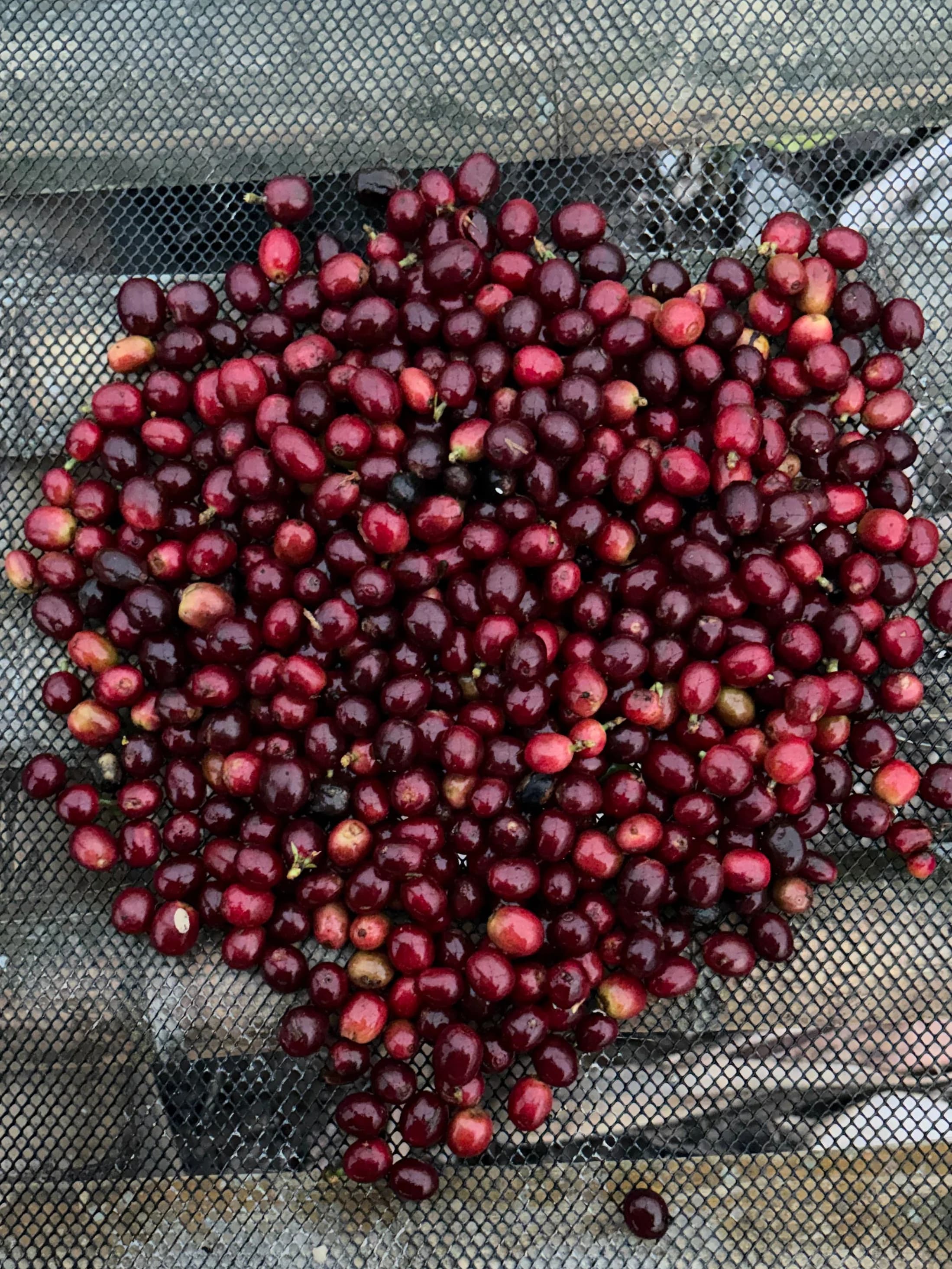 Ripe cherries piled on the drying bed mesh