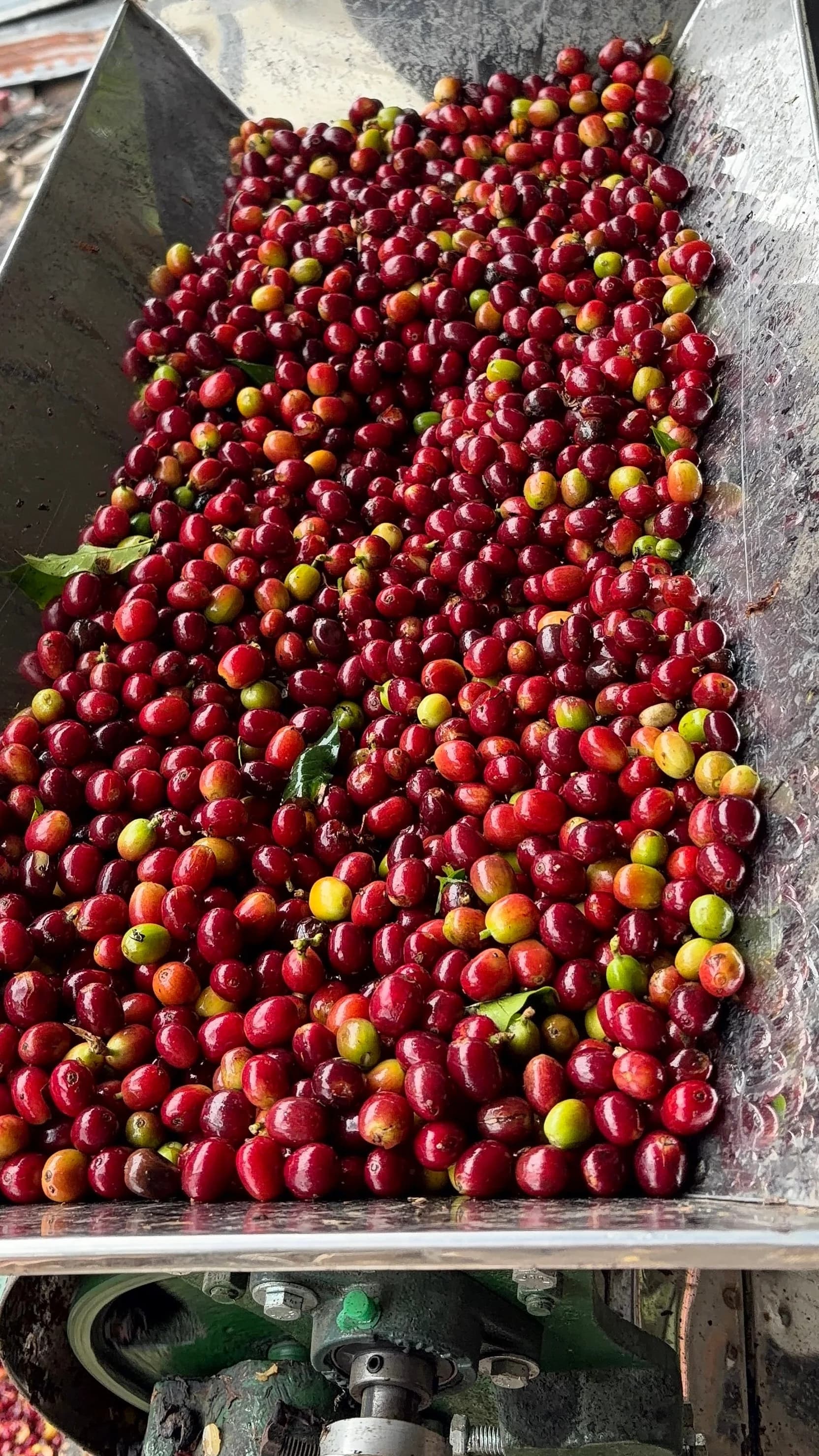 Coffee cherries entering the pulper hopper