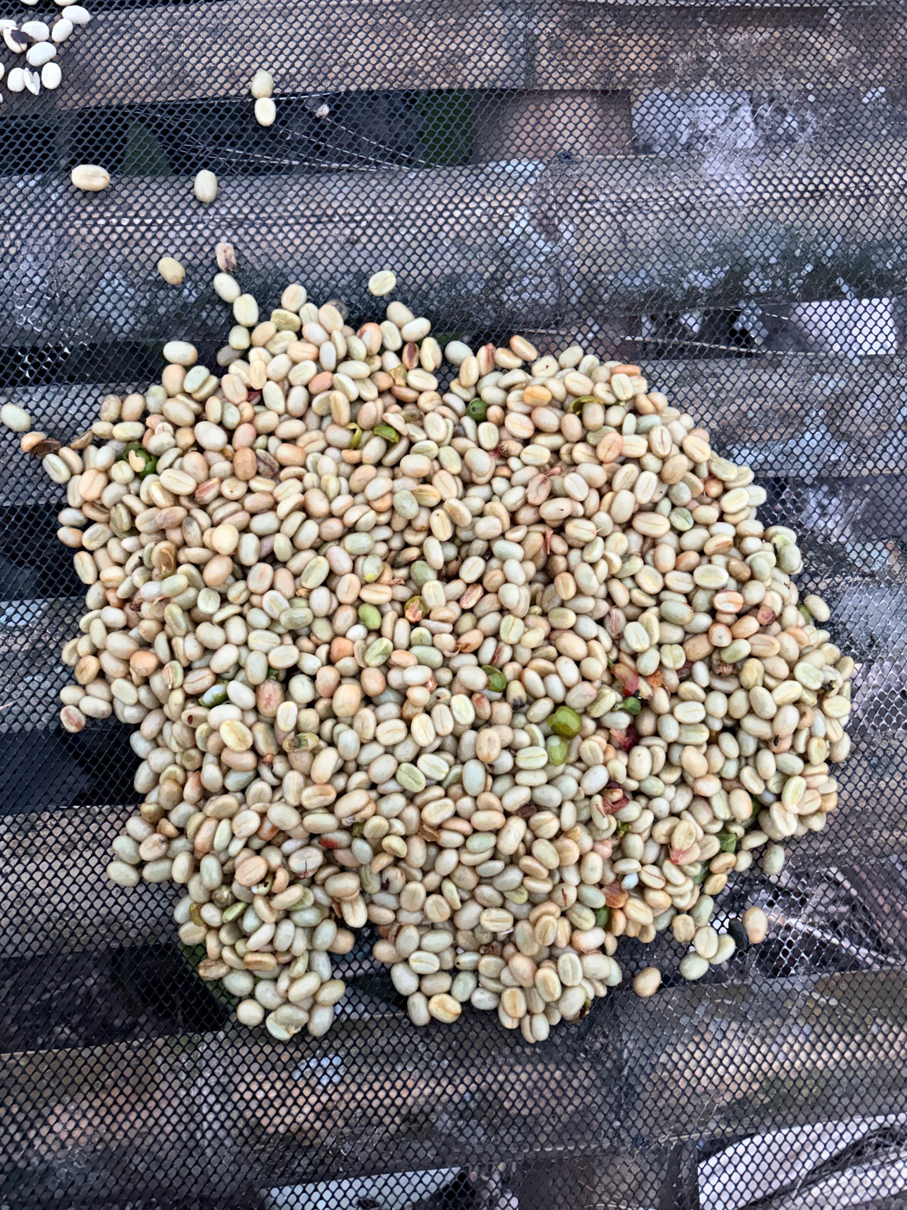 Freshly pulped beans still coated in mucilage on the mesh