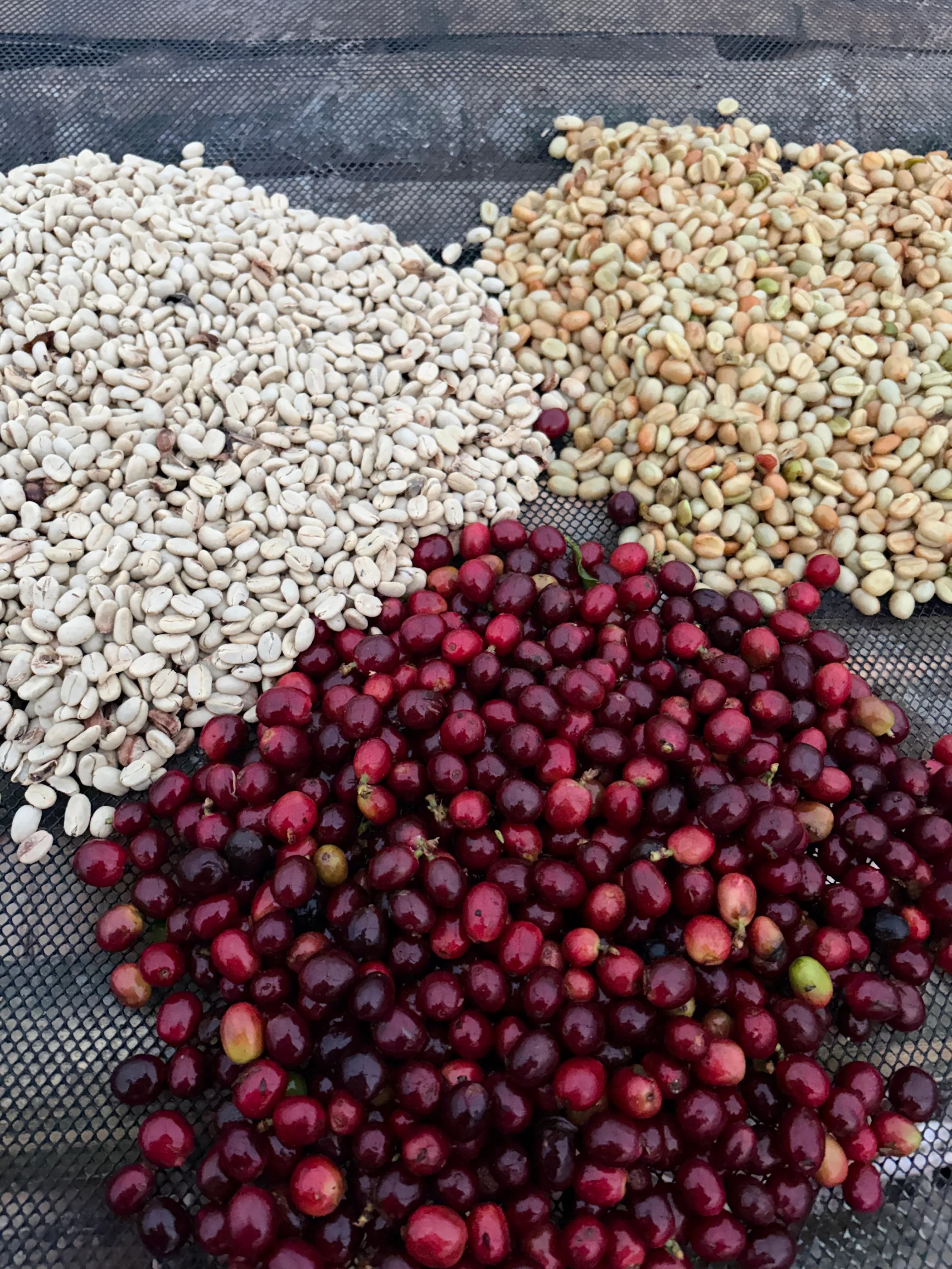 The three stages side by side: cherry, pulped bean and washed parchment
