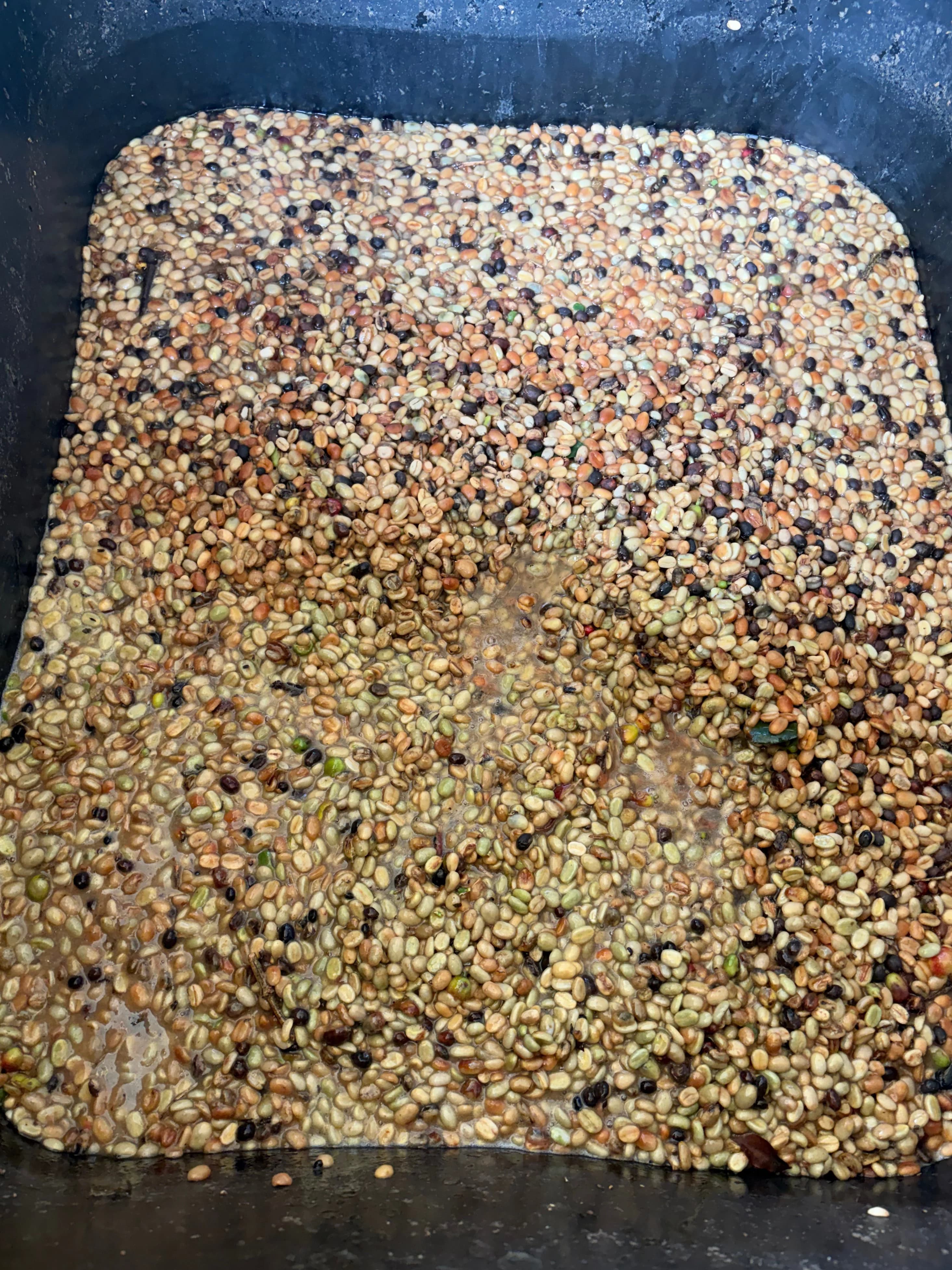 Pulped beans fermenting in the tank, covered in water